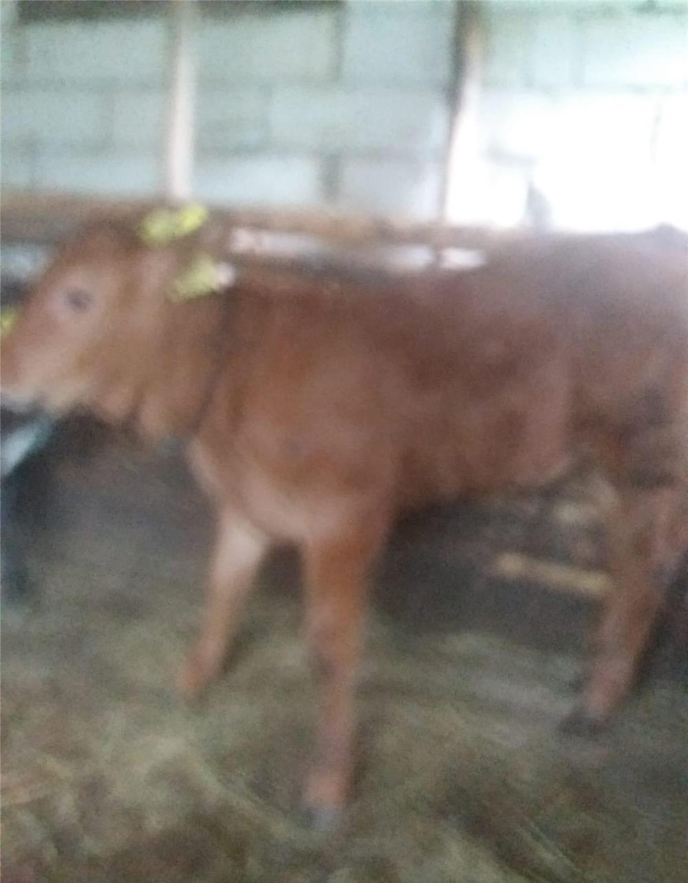 Vitele de vanzare Angus