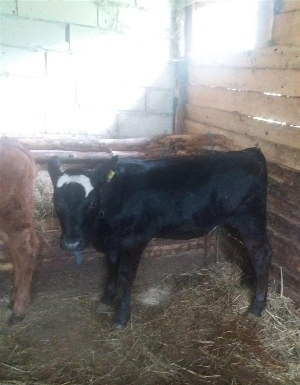 Vitele de vanzare Angus