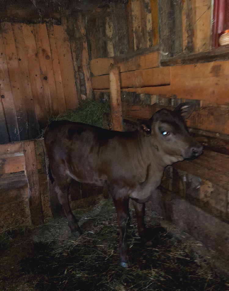 Vițică de 2 luni  jumătate