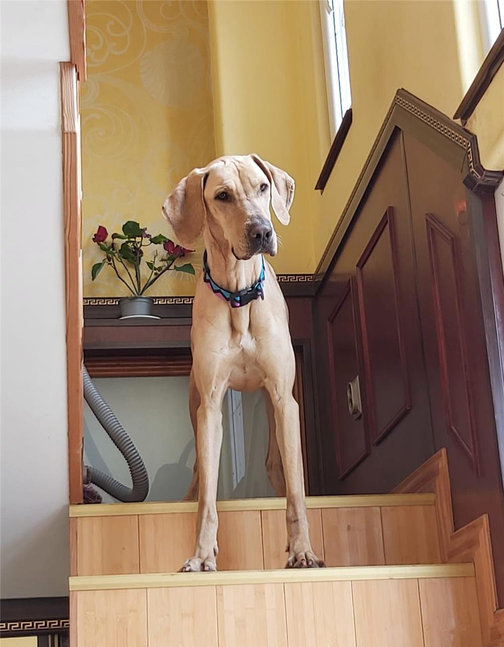 Vizsla galbena :)