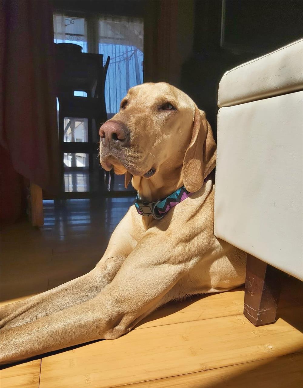 Vizsla galbena :)