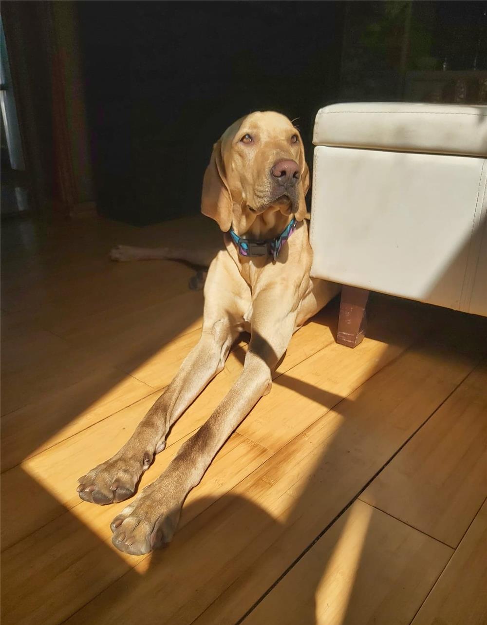 Vizsla galbena :)