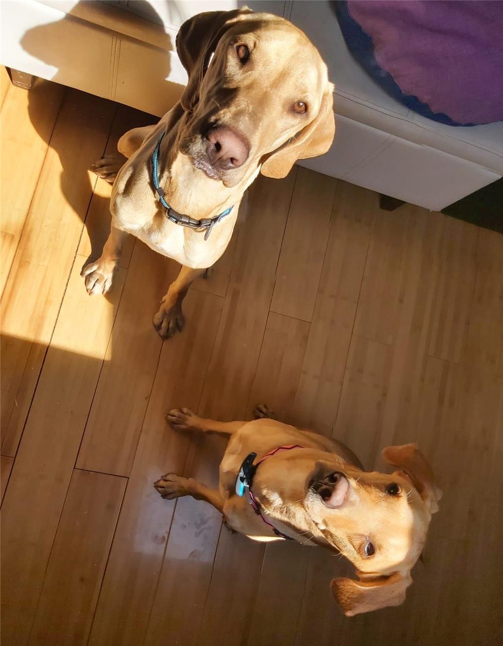 Vizsla galbena :)