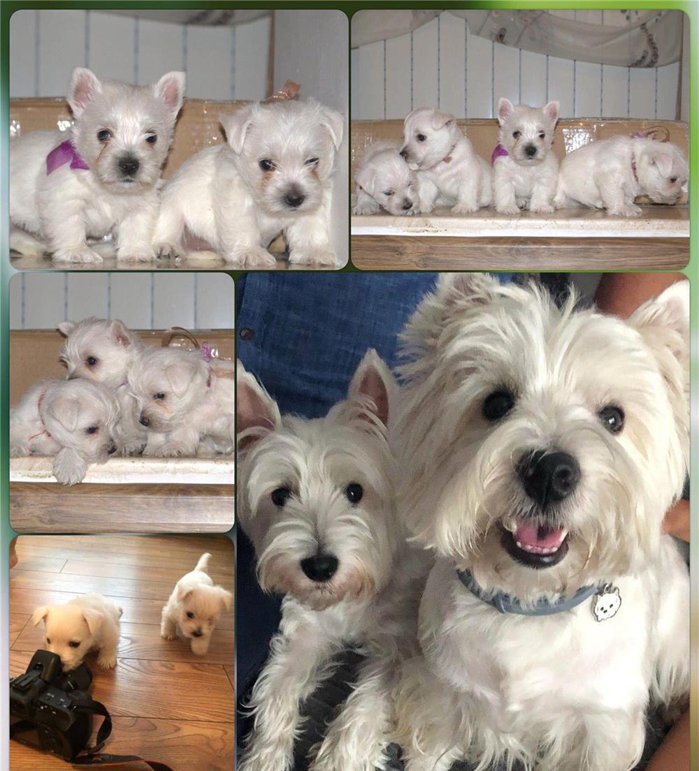 Westie