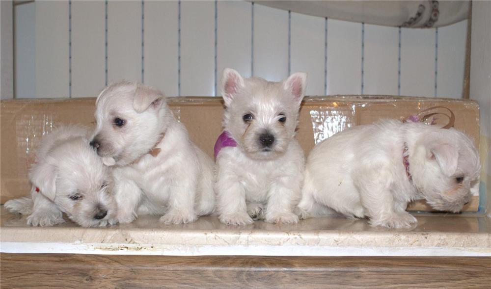 Westie