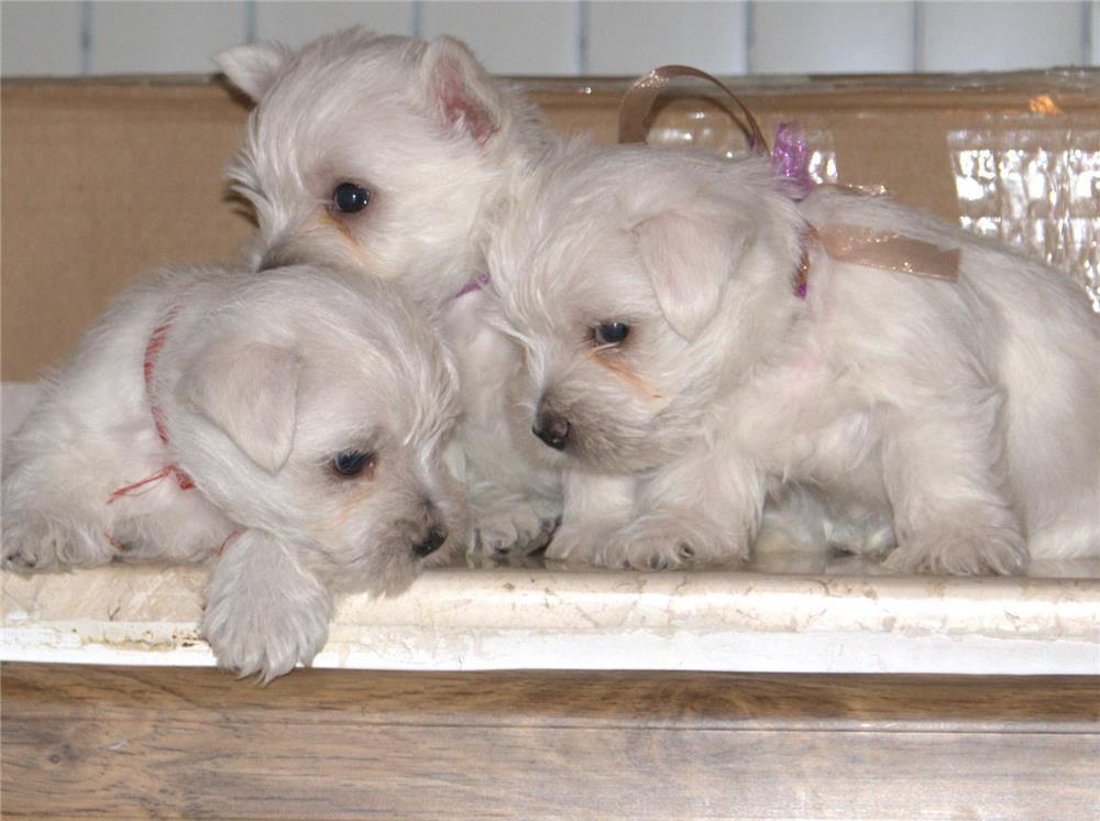 Westie