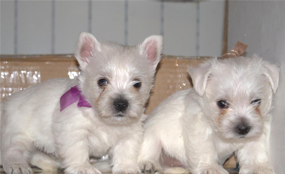 Westie