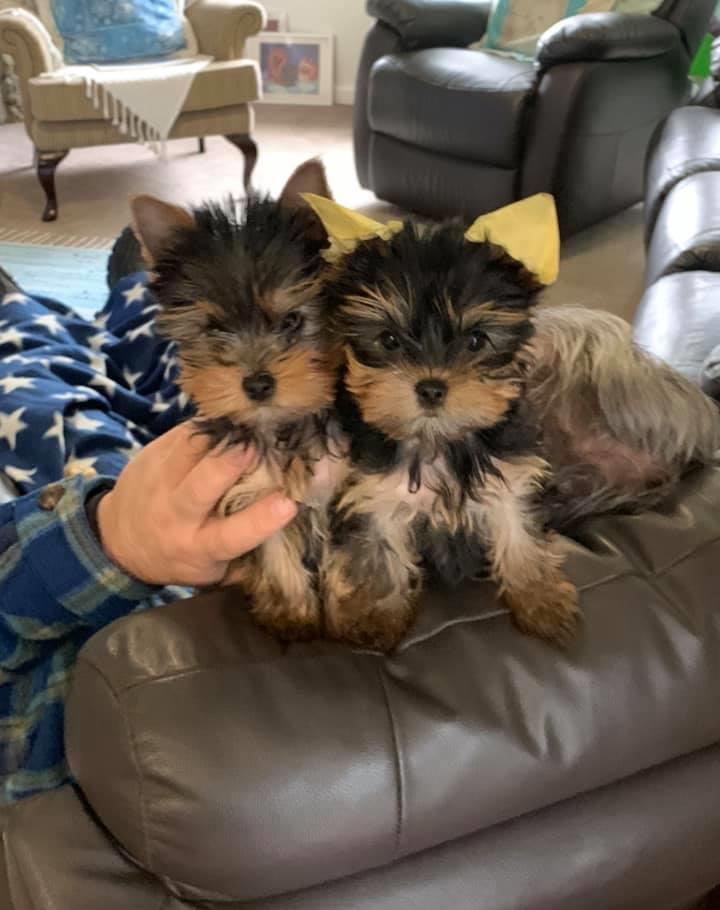 Yorkshire Terrier din parinti expozanti / campioni - firma autorizata
