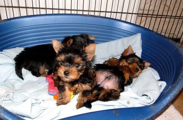 Yorkshire Terrier din parinti expozanti / campioni - firma autorizata