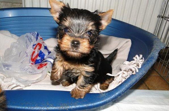 Yorkshire Terrier din parinti expozanti / campioni - firma autorizata