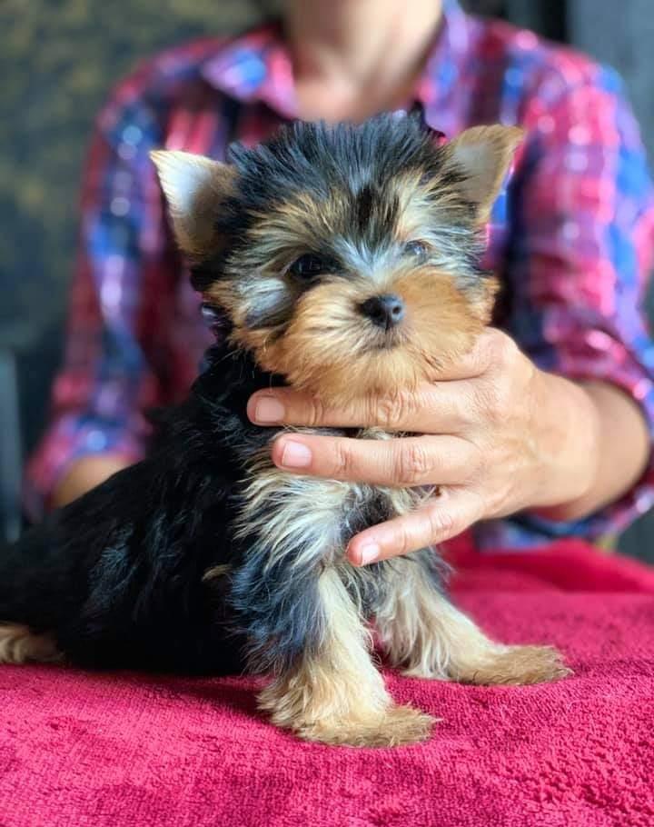 Yorkshire Terrier fetita