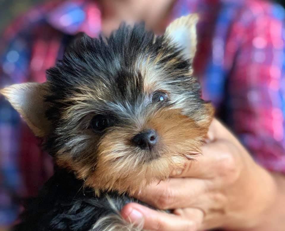 Yorkshire Terrier fetita