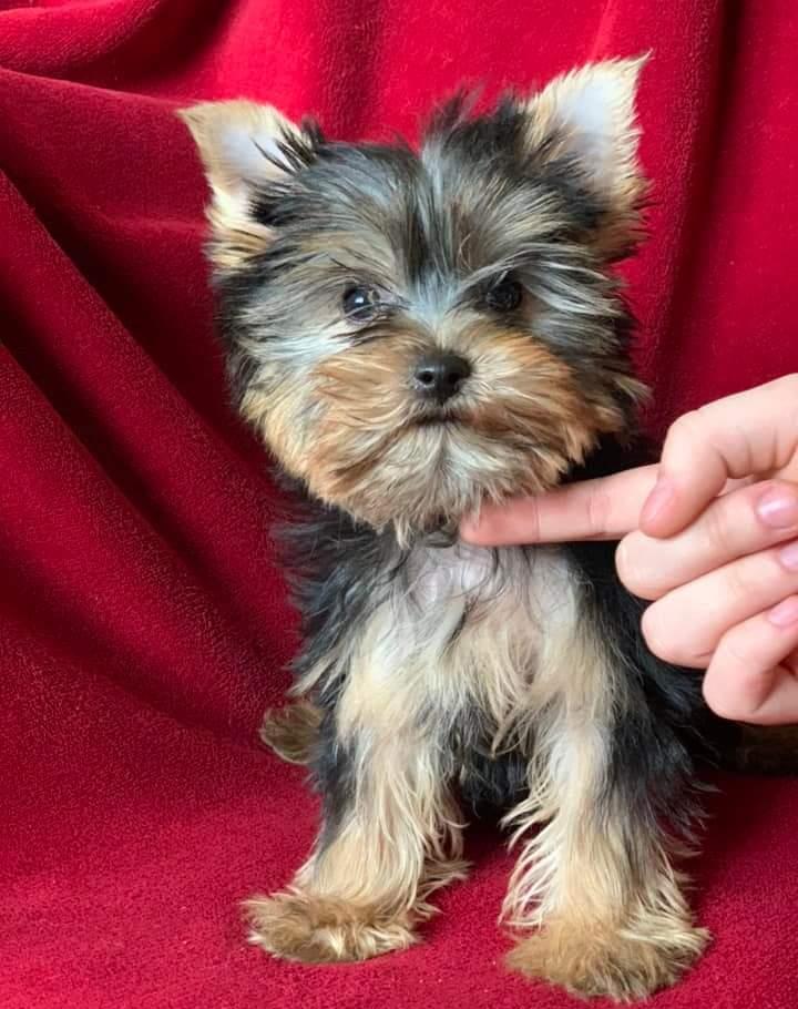 Yorkshire Terrier fetiță cu pasaport