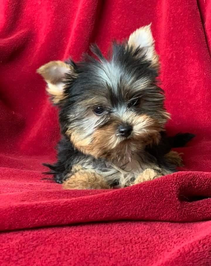 Yorkshire Terrier fetiță cu pasaport