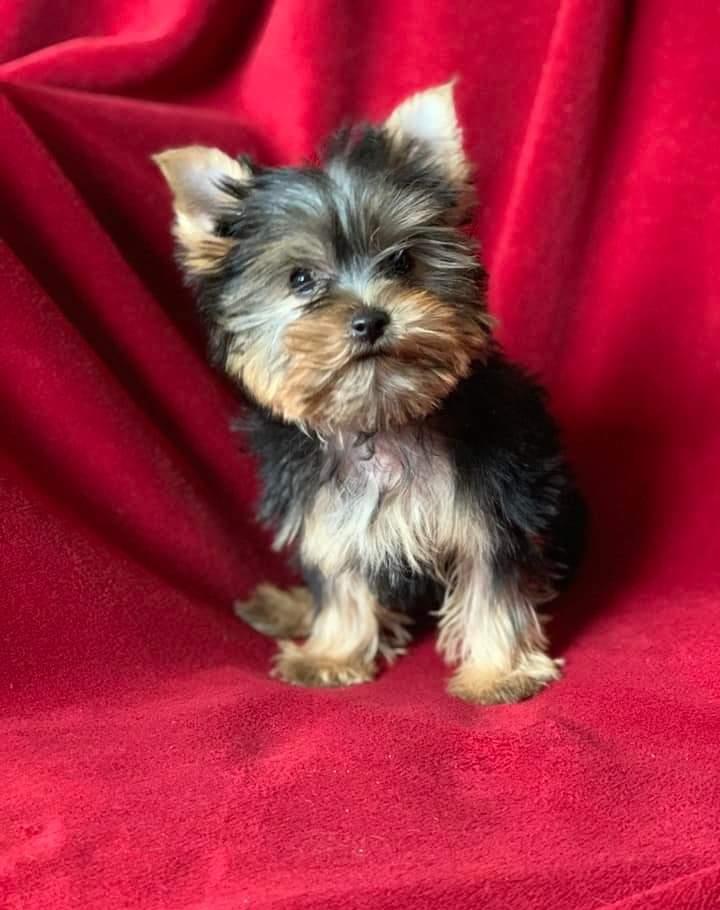 Yorkshire Terrier fetiță cu pasaport