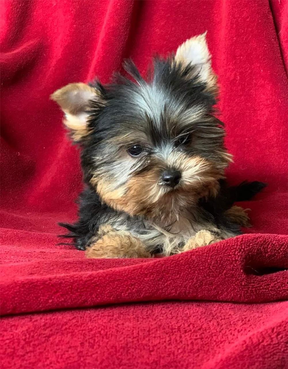 Yorkshire Terrier fetiță cu pasaport