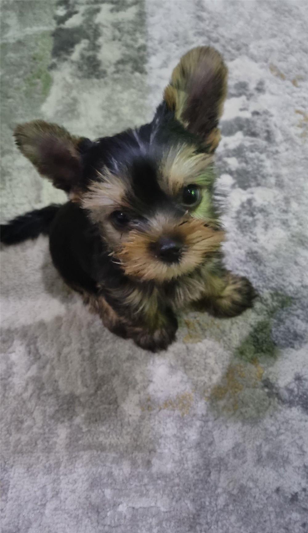 Yorkshire terrier mini toy