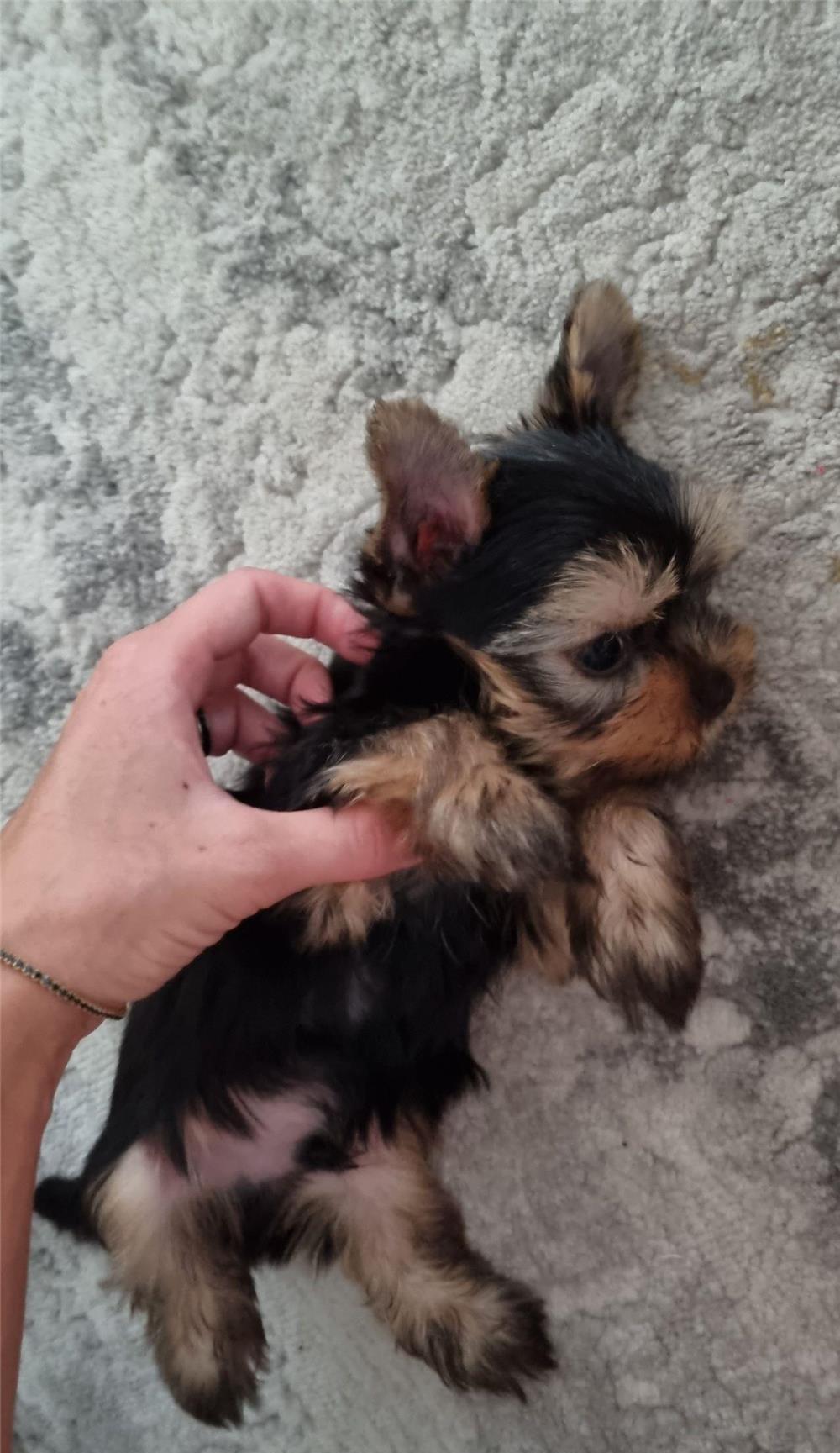 Yorkshire terrier mini toy