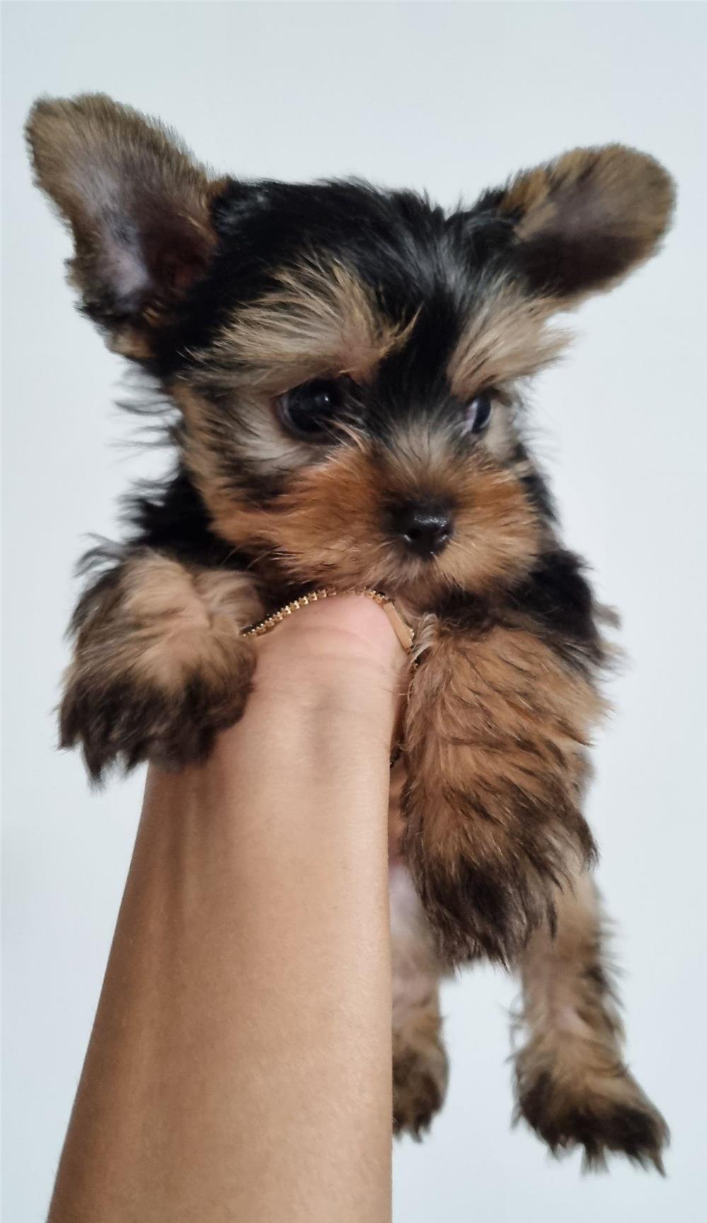 Yorkshire terrier mini toy