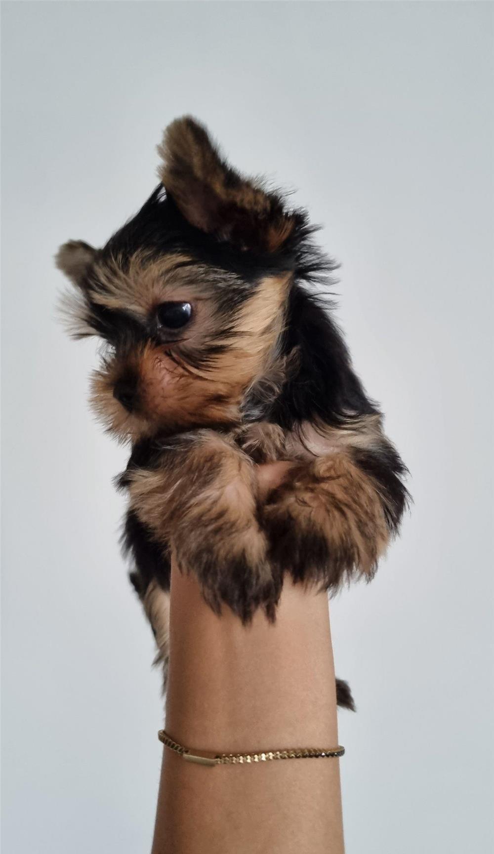 Yorkshire Terrier mini toy