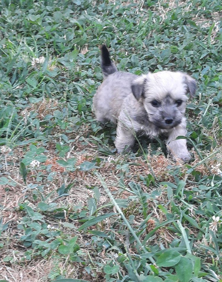 Yorkshire Terrier MiniToy