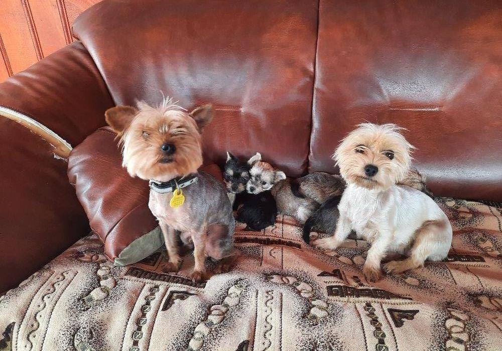 Yorkshire Terrier MiniToy