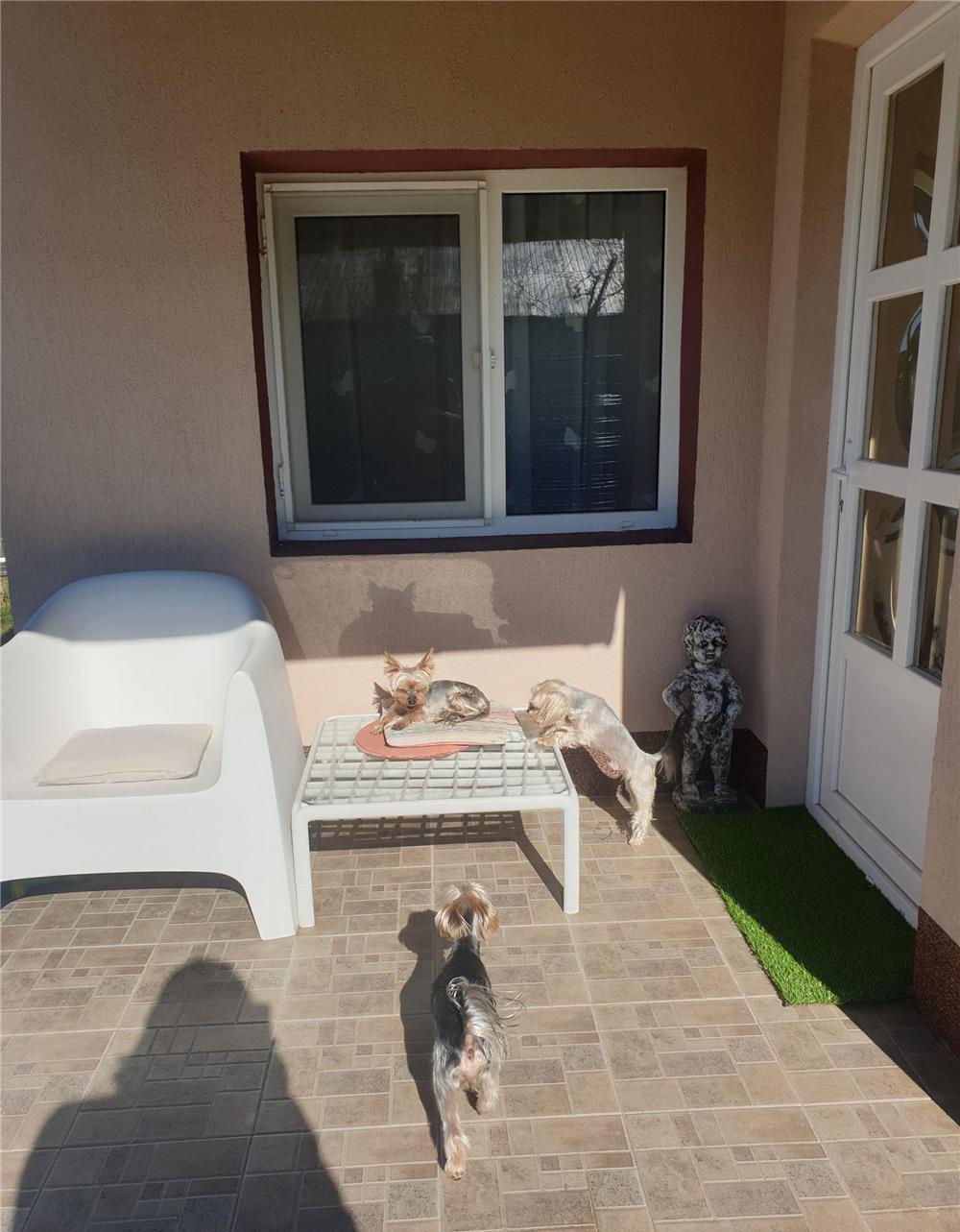 Yorkshire terrier pentru monta