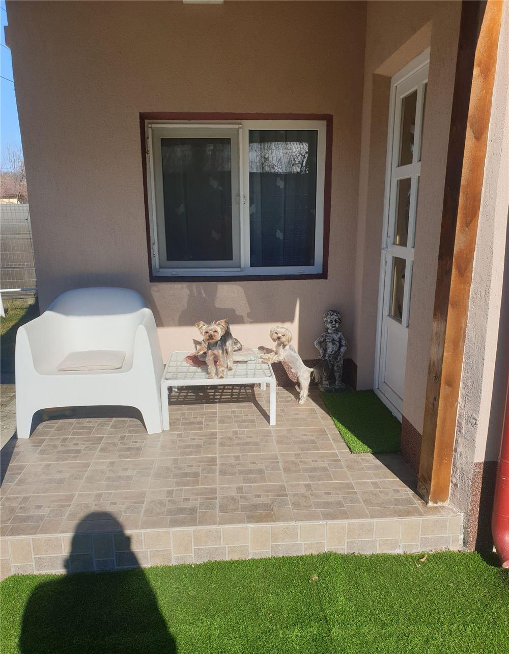 Yorkshire terrier pentru monta