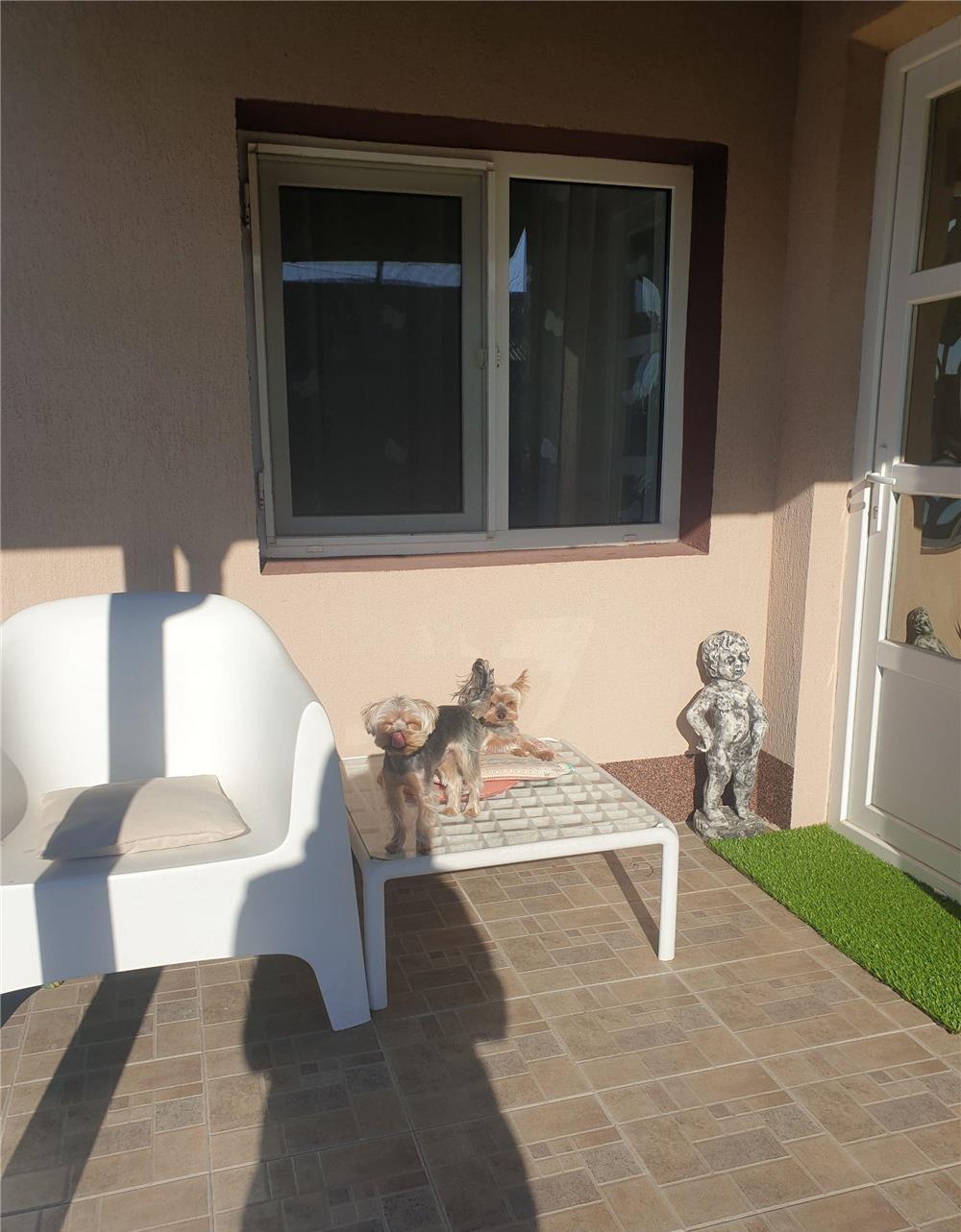 Yorkshire terrier pentru monta