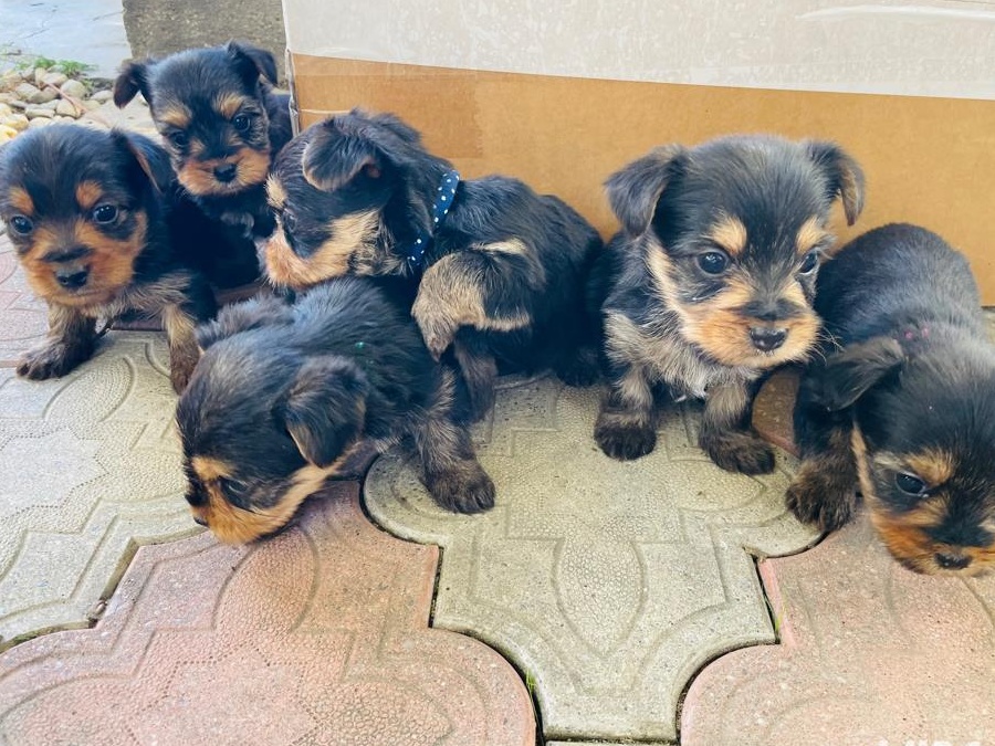 Yorkshire Terrier pui