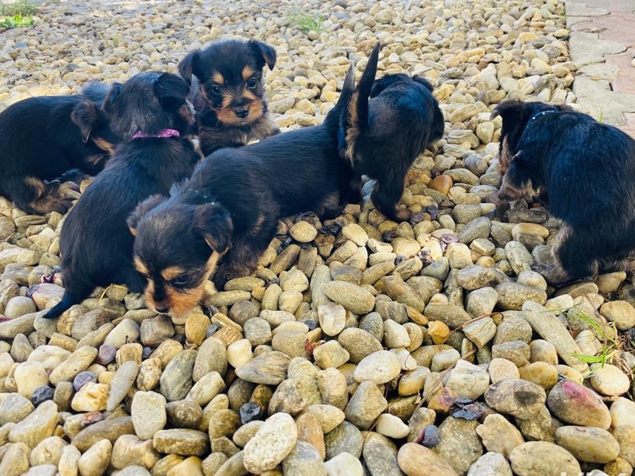 Yorkshire Terrier pui