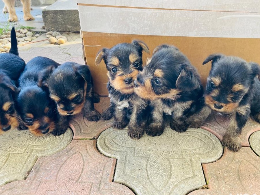 Yorkshire Terrier pui