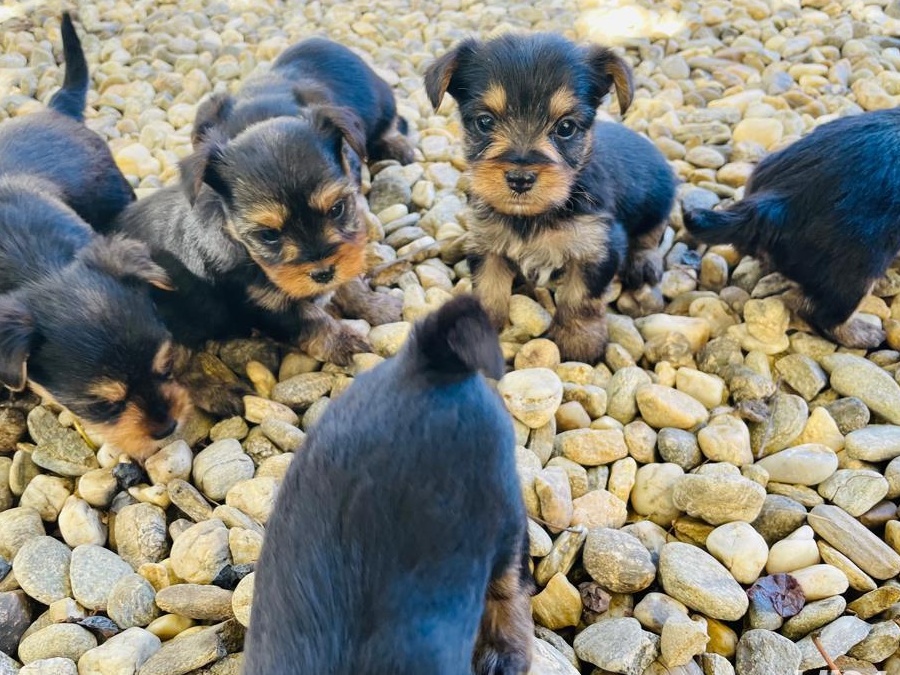 Yorkshire Terrier pui