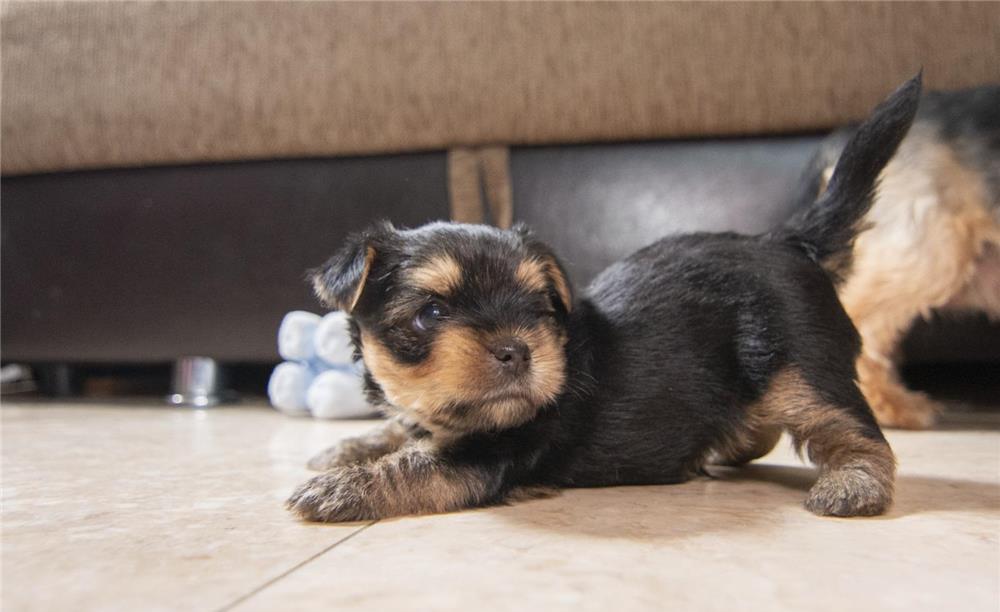 Yorkshire Terrier , talie mica