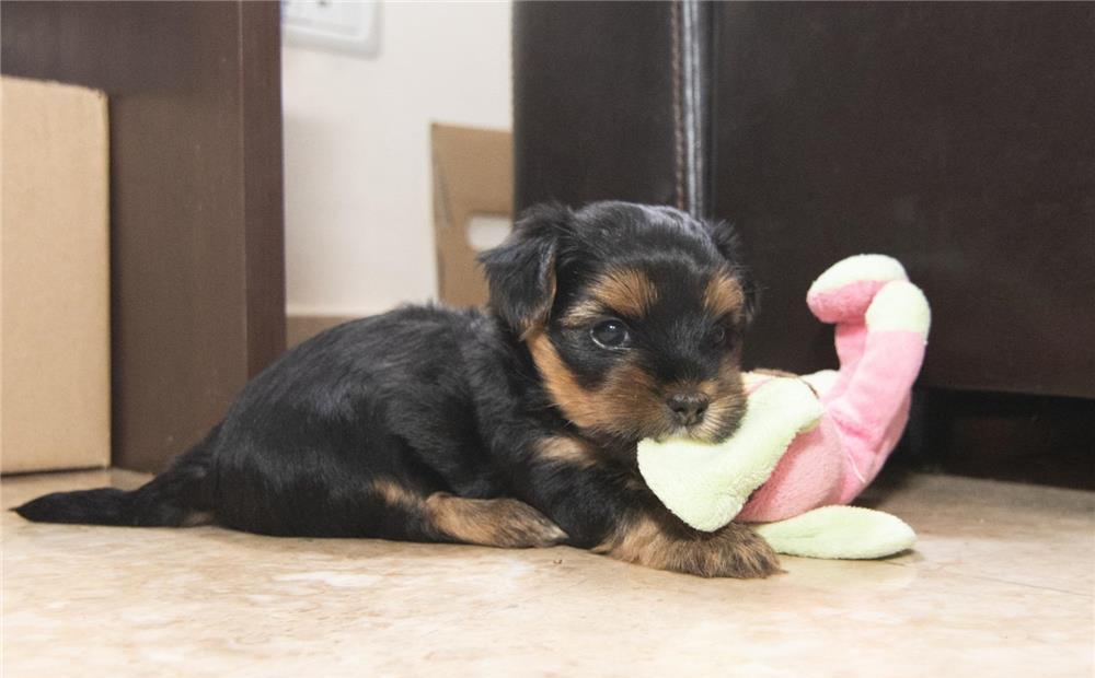 Yorkshire Terrier , talie mica