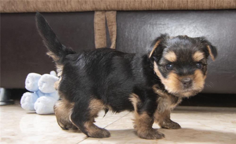 Yorkshire Terrier , talie mica