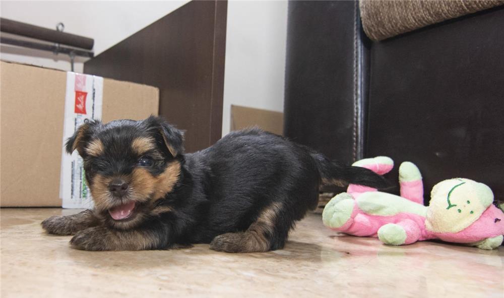 Yorkshire Terrier , talie mica
