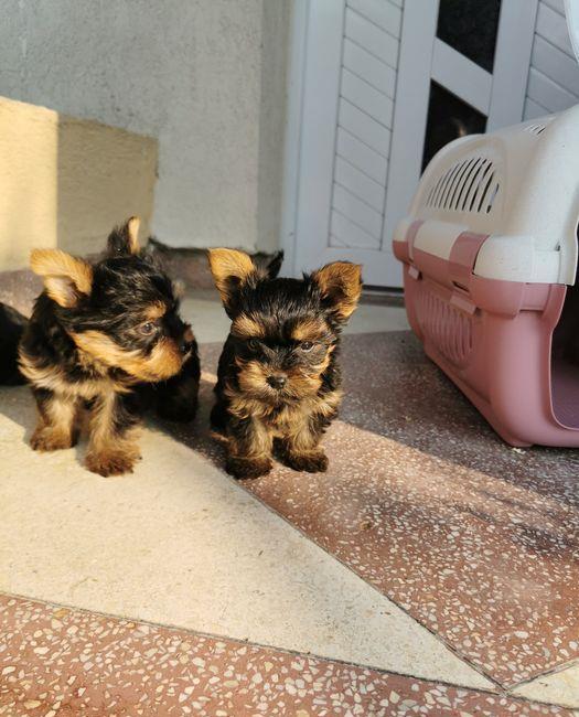 Yorkshire Terrier Talie Mini Toy