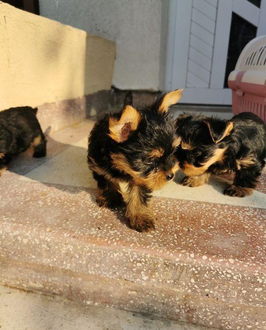 Yorkshire Terrier Talie Mini Toy