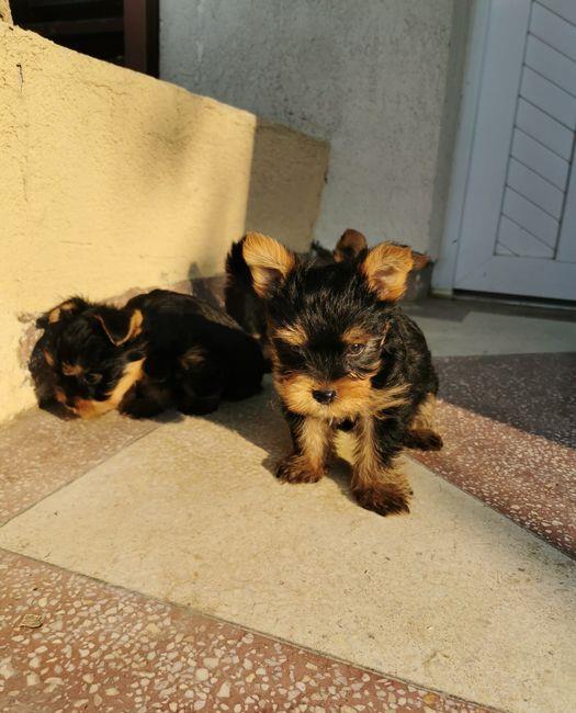 Yorkshire Terrier Talie Mini Toy