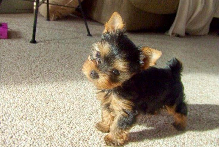 Yorkshire Terrier talie Mini Toy din parinti cu pedigree