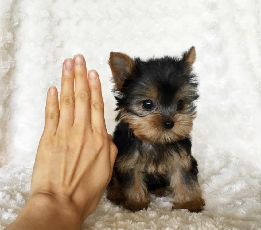 Yorkshire Terrier talie Mini Toy din parinti cu pedigree