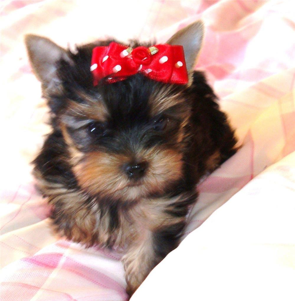 Yorkshire Terrier talie Mini Toy din parinti cu pedigree