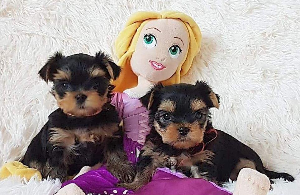 Yorkshire Terrier talie Mini Toy din parinti cu pedigree