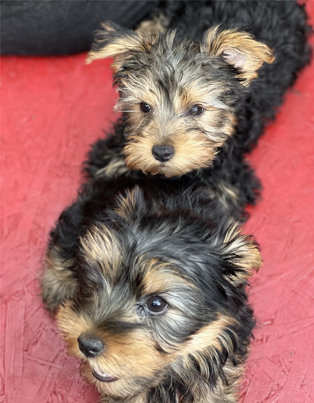 Yorkshire Terrier Toy