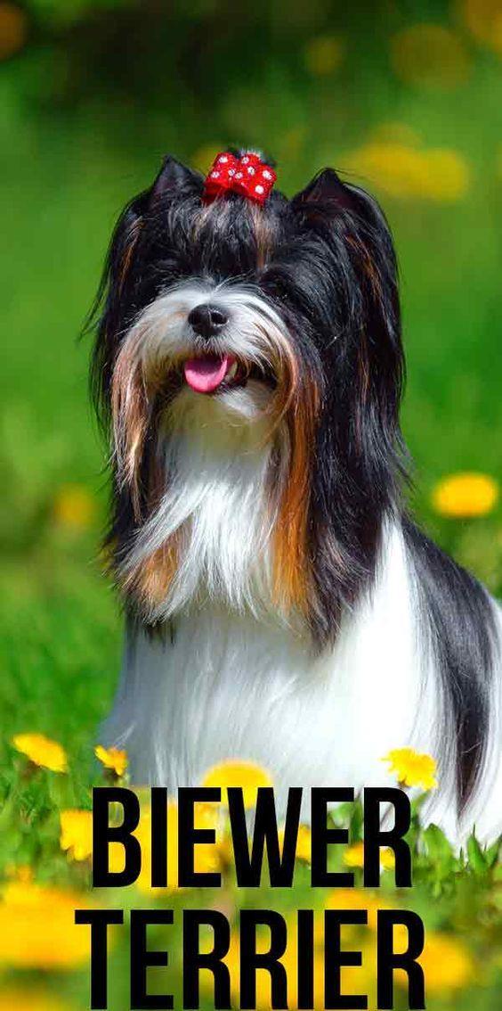 Yorkshire terrier toy biewer pui de top.