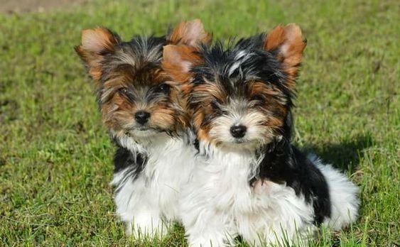 Yorkshire terrier toy biewer pui de top.
