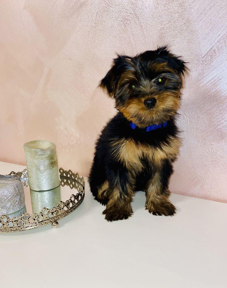 Yorkshire terrier toy fetita si baietei.