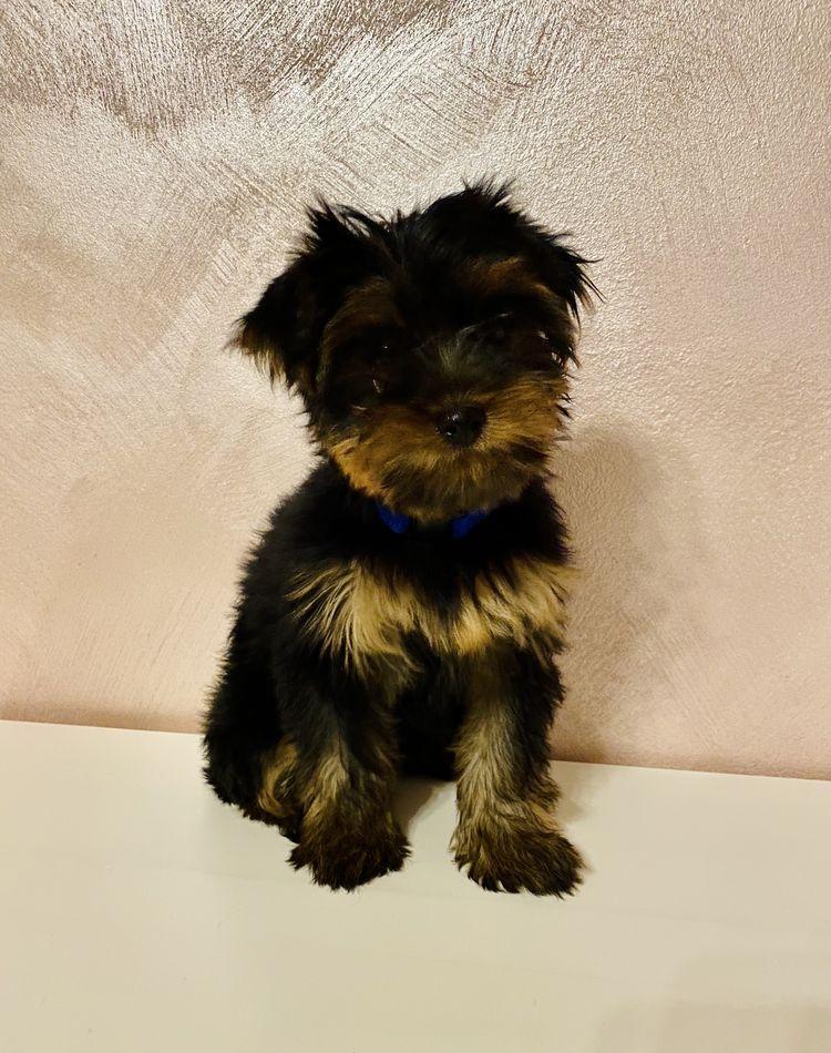 Yorkshire terrier toy fetita si baietei.
