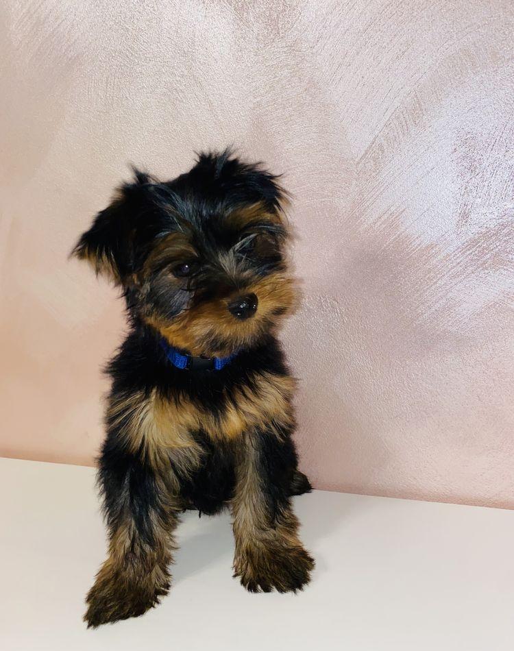 Yorkshire terrier toy fetita si baietei.